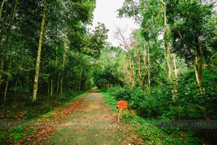 Khách đổ đến check in vườn Cúc Phương mùa bướm 9 Khách đổ đến check in vườn Cúc Phương mùa bướm - 8