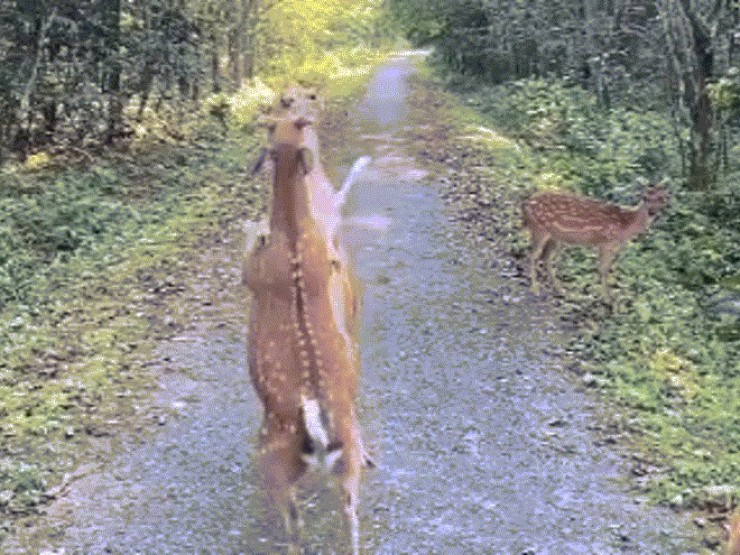 Khoảnh khắc hai chú hươu 'so găng' trong VQG Cúc Phương hút người xem