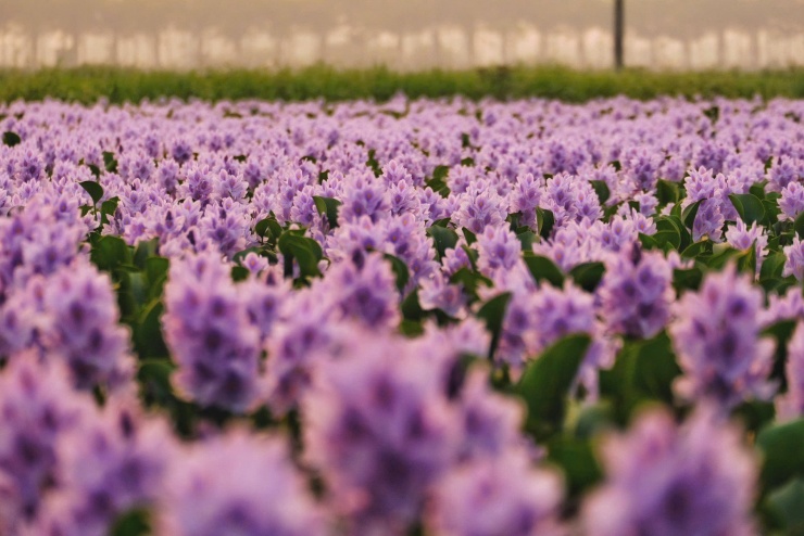 Hoa lục bình thường nở trong một vài ngày. Sau khi hoa tàn, một đài hoa khác lại mọc lên và bung nở 