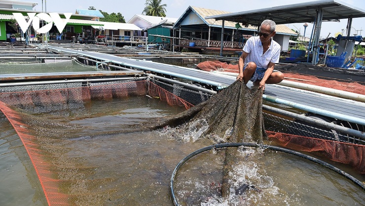 Làng du lịch Lin Chang, điểm đến khám phá văn hóa Việt hấp dẫn tại Thái Lan 7 Hiện nay, người Thái gốc Việt tại làng Lin Chang sinh sống chủ yếu bằng nghề kinh doanh dịch vụ bè du lịch và nuôi cá lồng.