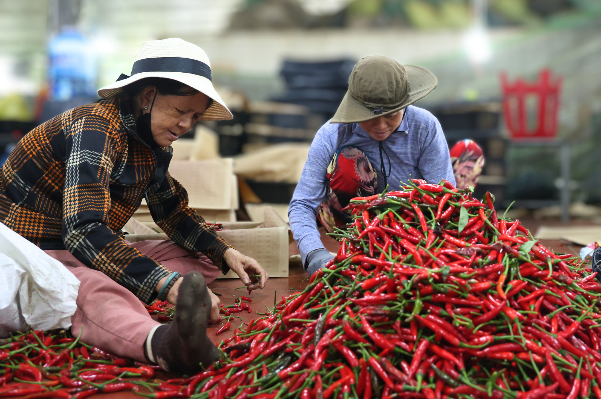 Ớt rớt giá còn 5.000 đồng/kg, nông dân Quảng Ngãi lao đao 3 Ớt rớt giá còn 5.000 đồng/kg, nông dân Quảng Ngãi lao đao - Ảnh 4.