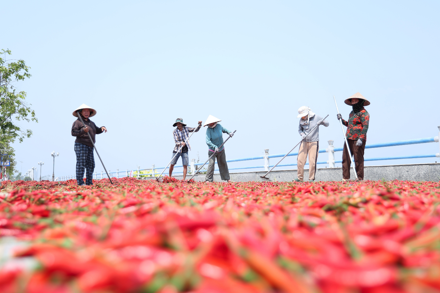 Ớt rớt giá còn 5.000 đồng/kg, nông dân Quảng Ngãi lao đao 4 ớt - Ảnh 5.