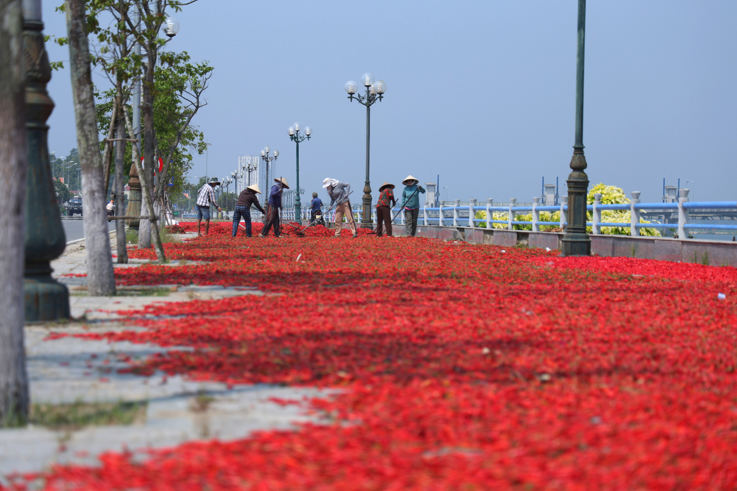 Ớt rớt giá còn 5.000 đồng/kg, nông dân Quảng Ngãi lao đao 5 ớt - Ảnh 6.