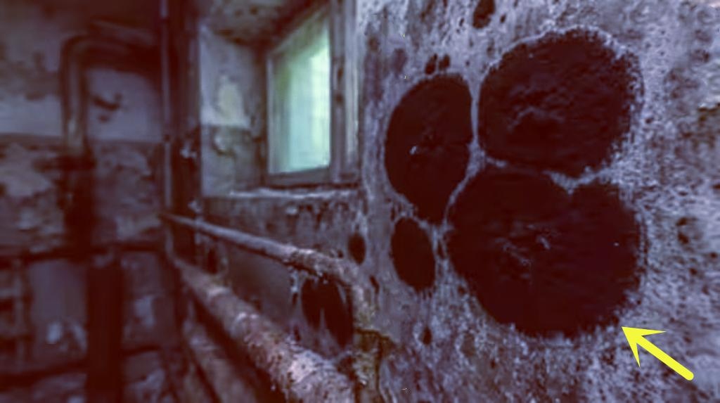 Một sinh vật đột biến đã được phát hiện ở Chernobyl, sở hữu những khả năng đặc biệt, bao gồm khả năng ăn bức xạ hạt nhân 2 1775897083 734 Mot sinh vat dot bien da duoc phat hien o