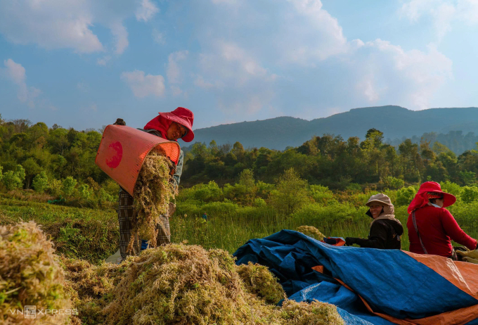 Người dân bản địa thu hoạch rêu đất. Ảnh: Anh Kiều