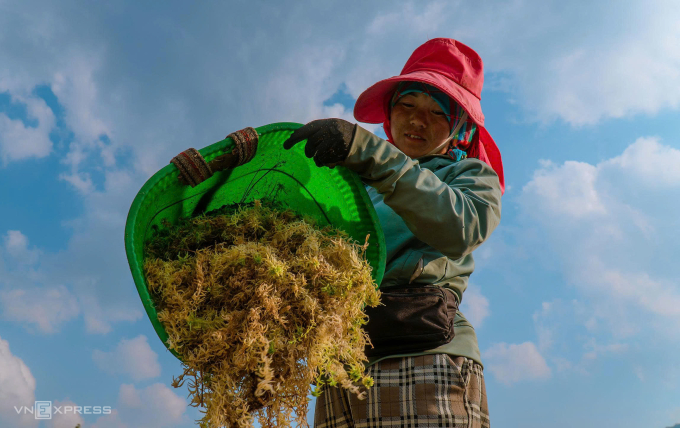 Trồng rêu đất tạo công ăn việc làm cho người dân vùng cao. Ảnh: Anh Kiều