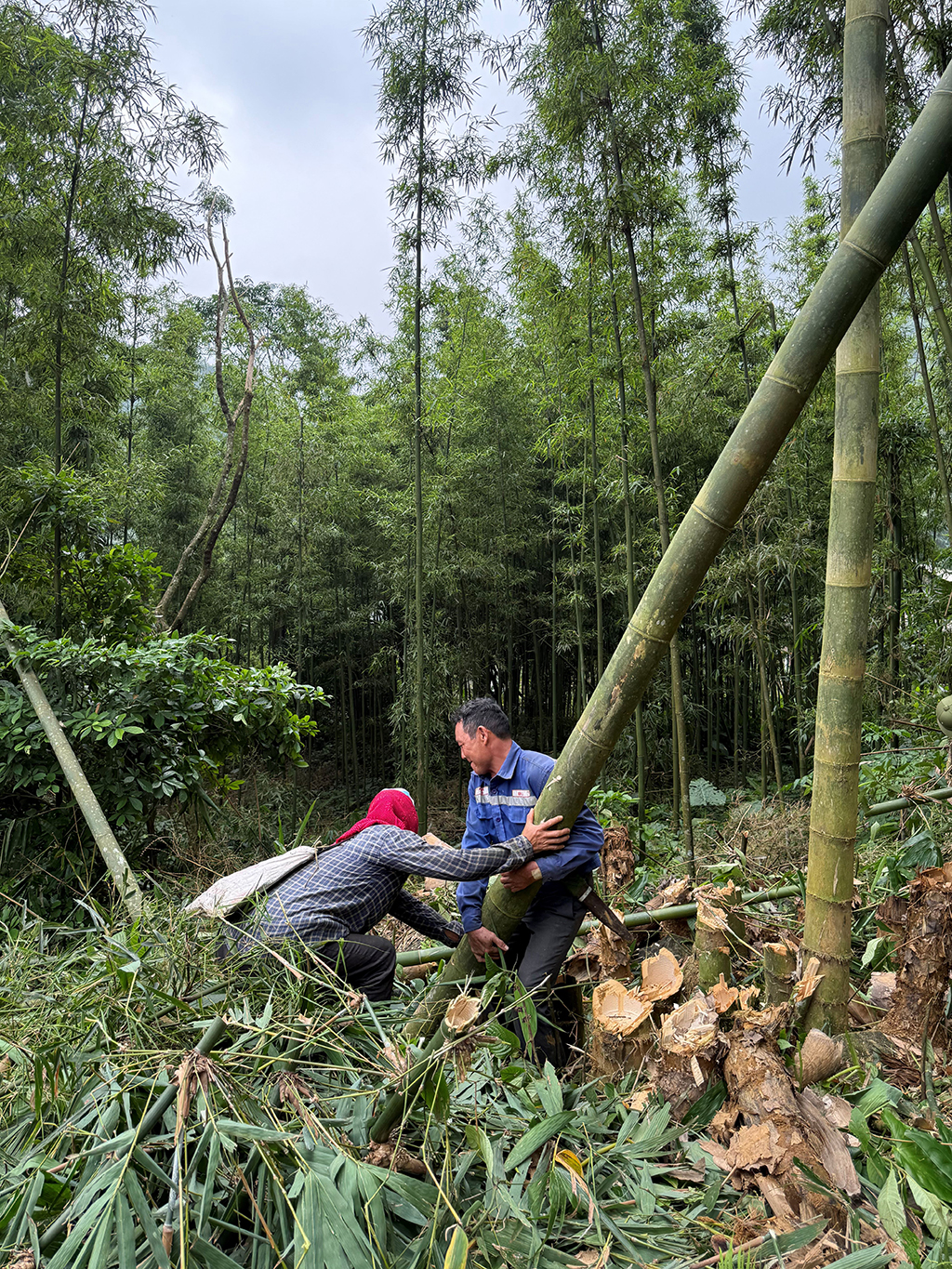 Giấy giang Pà Cò, khi hồn rừng về phố thị- Ảnh 2.
