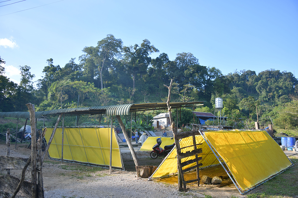 Giấy giang Pà Cò, khi hồn rừng về phố thị- Ảnh 9.