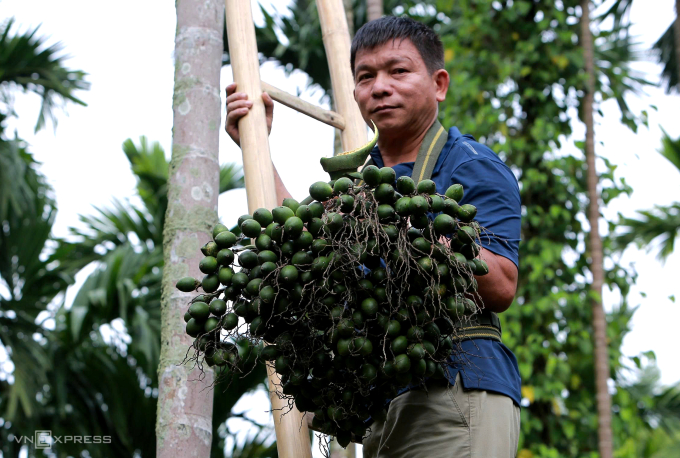 Lão nông Hà Văn Dũng hái cau bán cho thương lái. Ảnh: Lê Hoàng