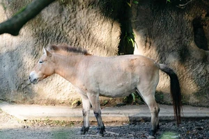 Ngựa hoang Mông Cổ chuẩn bị tỏa sáng tại vườn thú Đài Loan dịp Tết