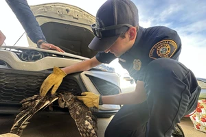 CHÙM ẢNH: Giải cứu cú mèo khỏi lưới tản nhiệt xe hơi