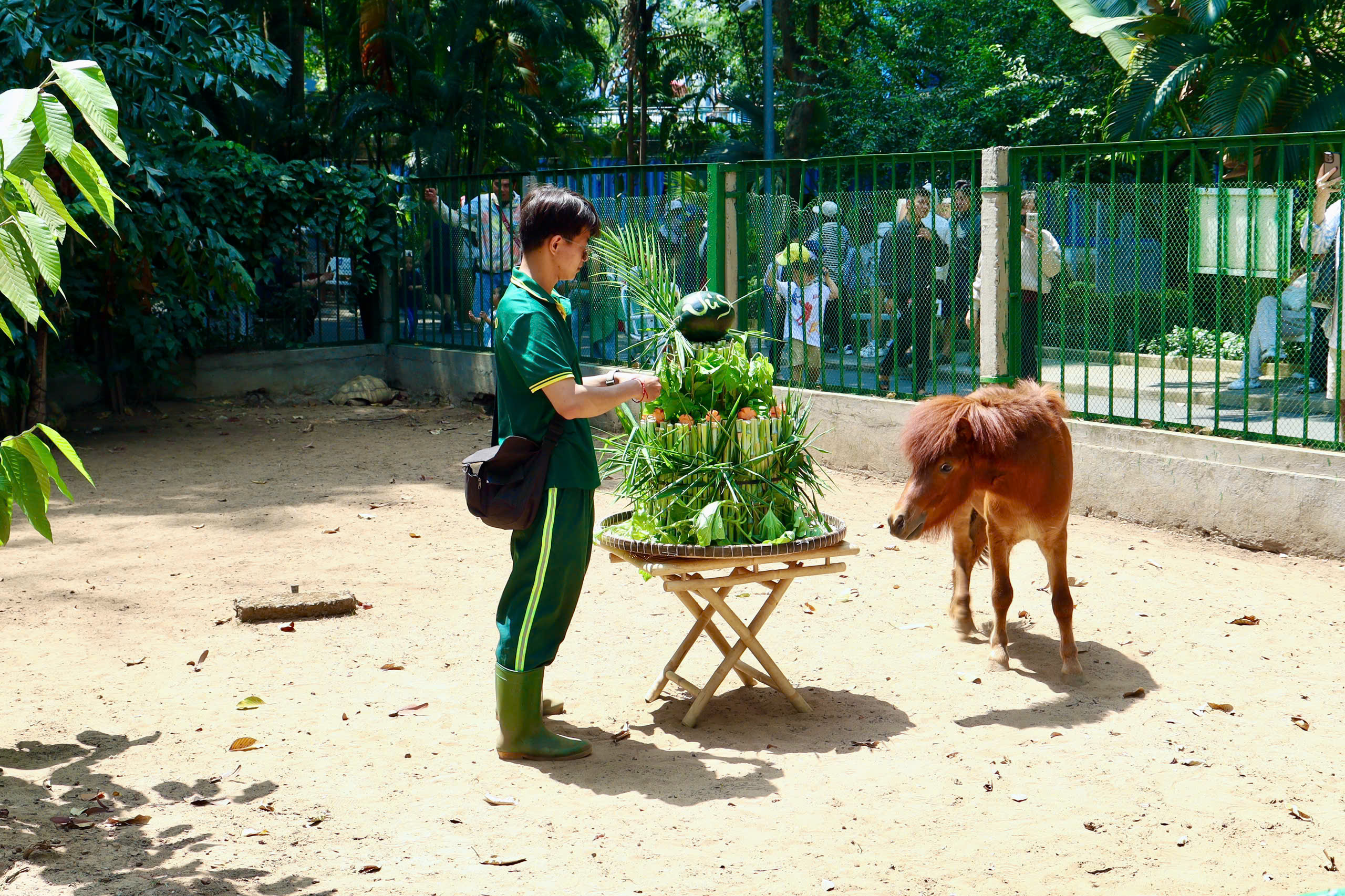 Ngựa lùn Cacao khỏe mạnh sau 1 tháng tuổi tại Thảo Cầm Viên 2 Ngựa lùn Cacao khỏe mạnh sau 1 tháng tuổi tại Thảo Cầm Viên - Ảnh 2.