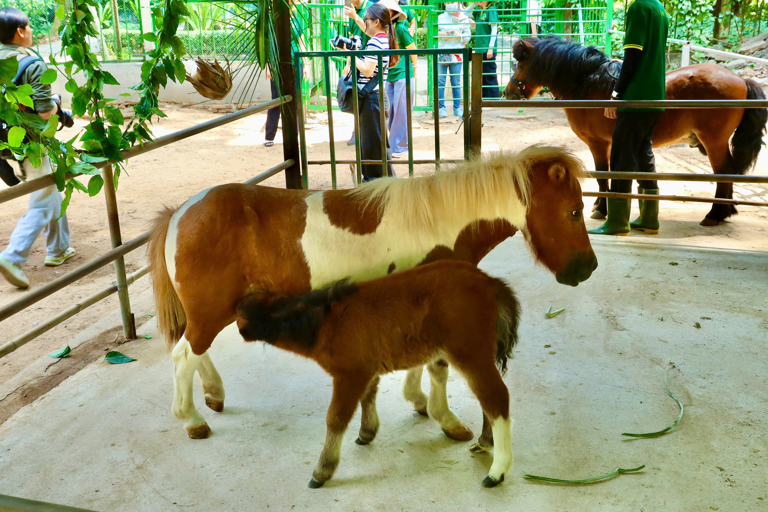 Ngựa lùn Cacao khỏe mạnh sau 1 tháng tuổi tại Thảo Cầm Viên 3 Ngựa lùn Cacao khỏe mạnh sau 1 tháng tuổi tại Thảo Cầm Viên - Ảnh 3.