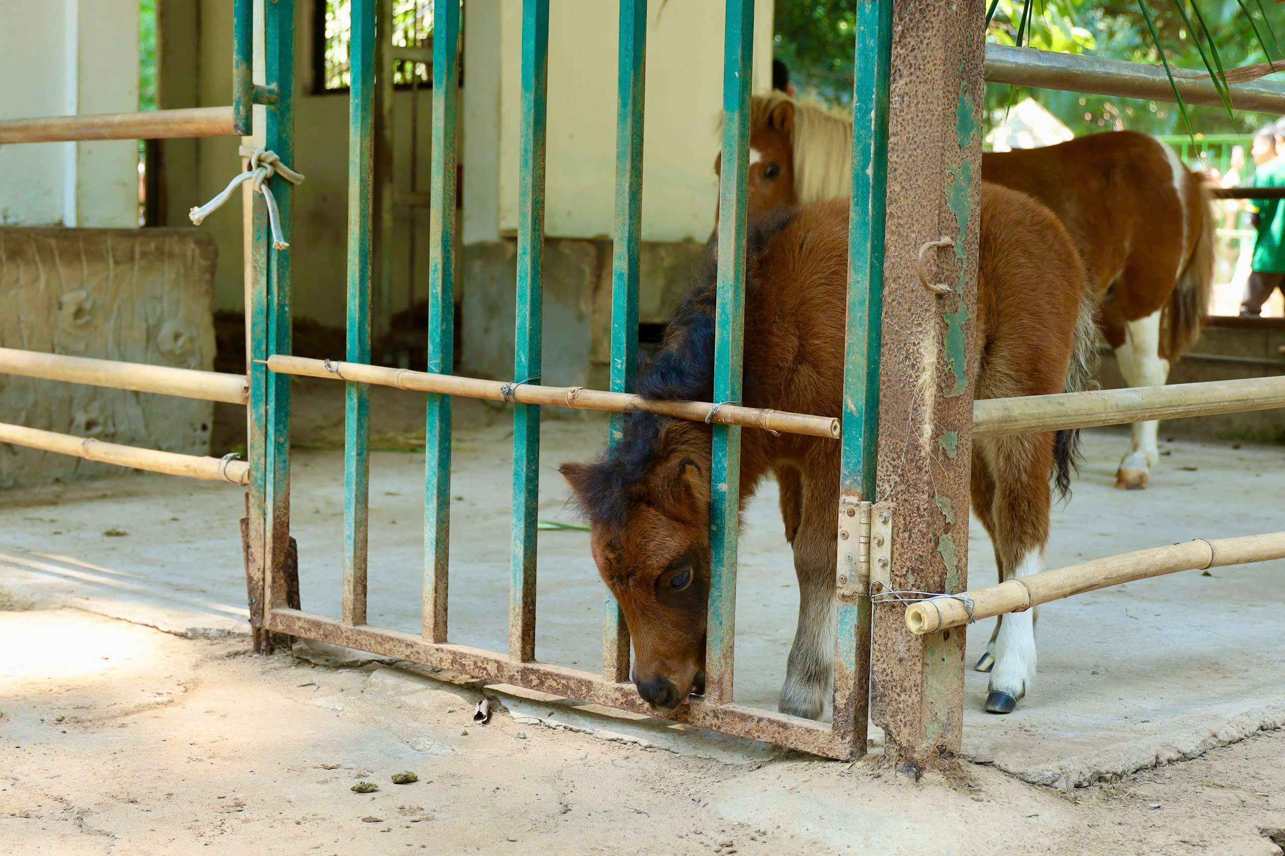Ngựa lùn Cacao khỏe mạnh sau 1 tháng tuổi tại Thảo Cầm Viên 4 Ngựa lùn Cacao khỏe mạnh sau 1 tháng tuổi tại Thảo Cầm Viên - Ảnh 4.