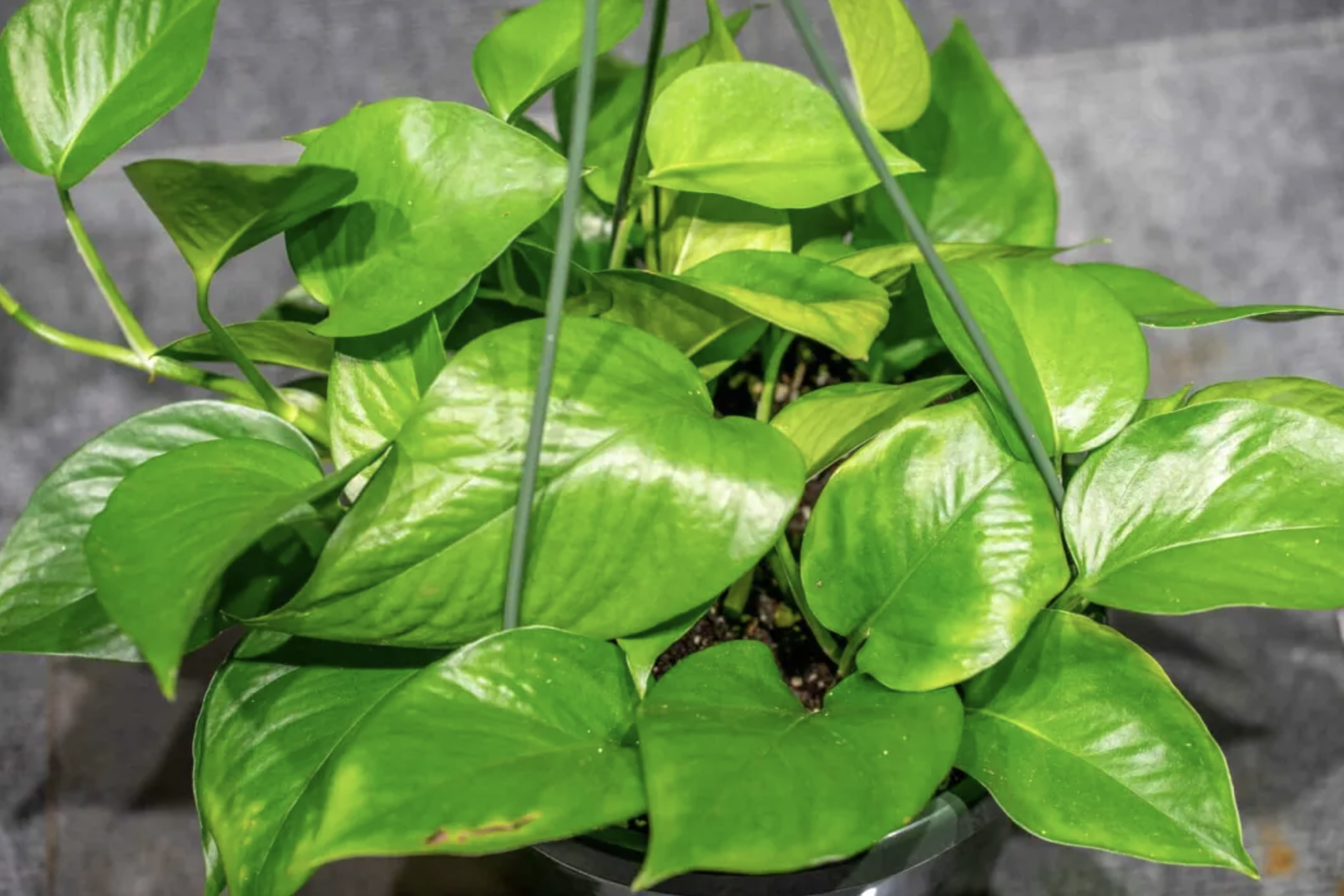 3 điều cần làm với cây trầu bà ngay bây giờ- Ảnh 3.