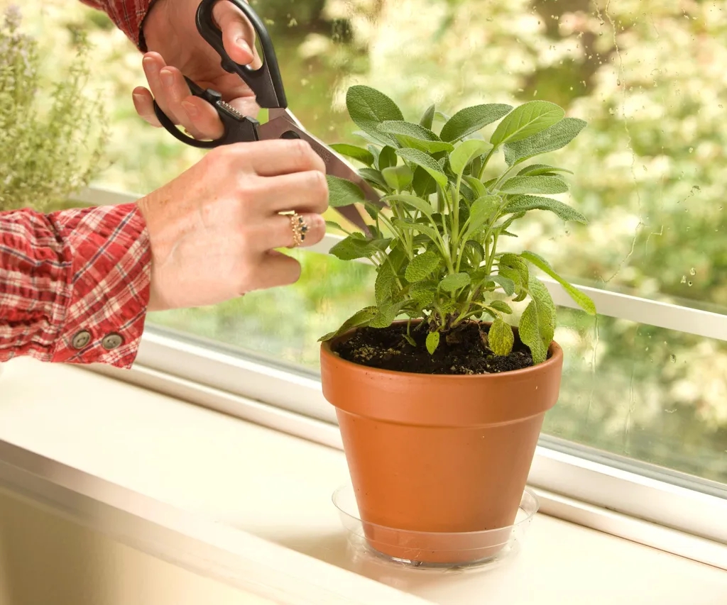 4 loại cây nên trồng trong vườn: Có 1 cũng tốt đủ đường- Ảnh 2.