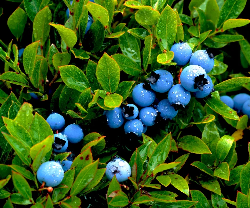 4 loại cây nên trồng trong vườn: Có 1 cũng tốt đủ đường- Ảnh 3.