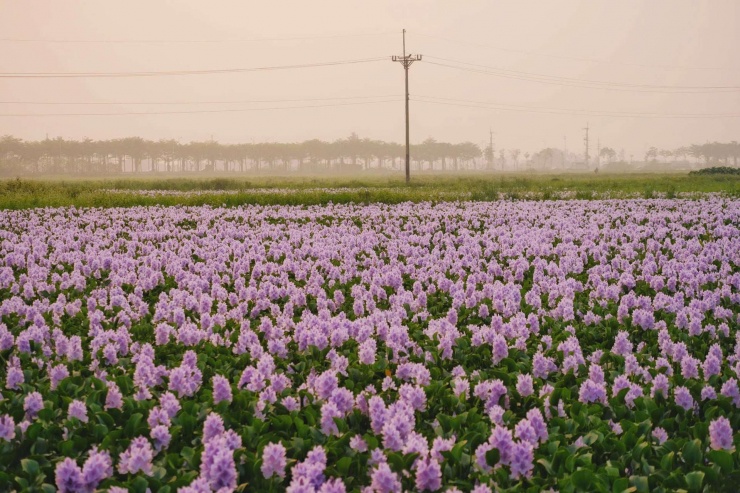 Nhiều du khách ngỡ ngàng khi chỉ cách trung tâm TP Hà Nội khoảng 15km thôi mà có một nơi bình yên và đậm chất vùng quê Bắc Bộ như thế này. Ảnh: Tuyên Parafu
