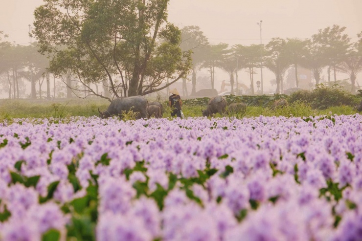 Những chứ trâu lững thững gặm cỏ bên cánh đồng bèo tây tím biếc. Ảnh: Tuyên Parafu