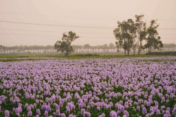 Nhìn từ xa, cả cánh đồng hoa trải dài như một tấm thảm tím bồng bềnh, dập dềnh theo làn nước. Ảnh: Tuyên Parafu
