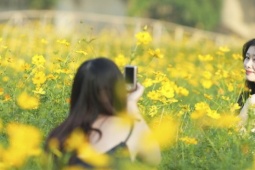 Giới trẻ mê mẩn check in cánh đồng hoa cúc nở vàng dưới chân cầu Long Biên