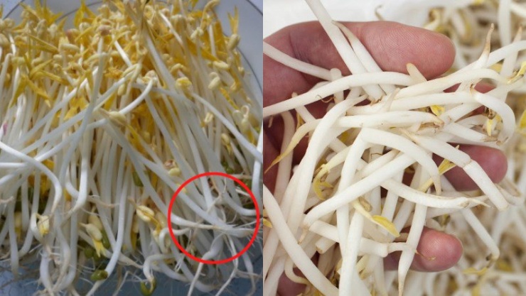 Loại rau rẻ bèo bổ xương lại tốt cho tim mạch, bán đầy chợ Việt nhưng rất dễ nhiễm hóa chất nếu không biết phân biệt 7 Giá đỗ sạch mất nhiều thời gian để có thể ăn được nên thân thường dài, rễ dài.