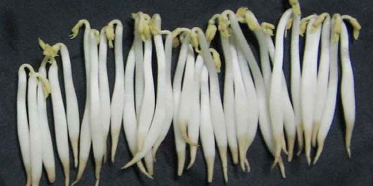 Loại rau rẻ bèo bổ xương lại tốt cho tim mạch, bán đầy chợ Việt nhưng rất dễ nhiễm hóa chất nếu không biết phân biệt 9 Loại rau rẻ bèo bổ xương lại tốt cho tim mạch, bán đầy chợ Việt nhưng rất dễ nhiễm hóa chất nếu không biết phân biệt - 8