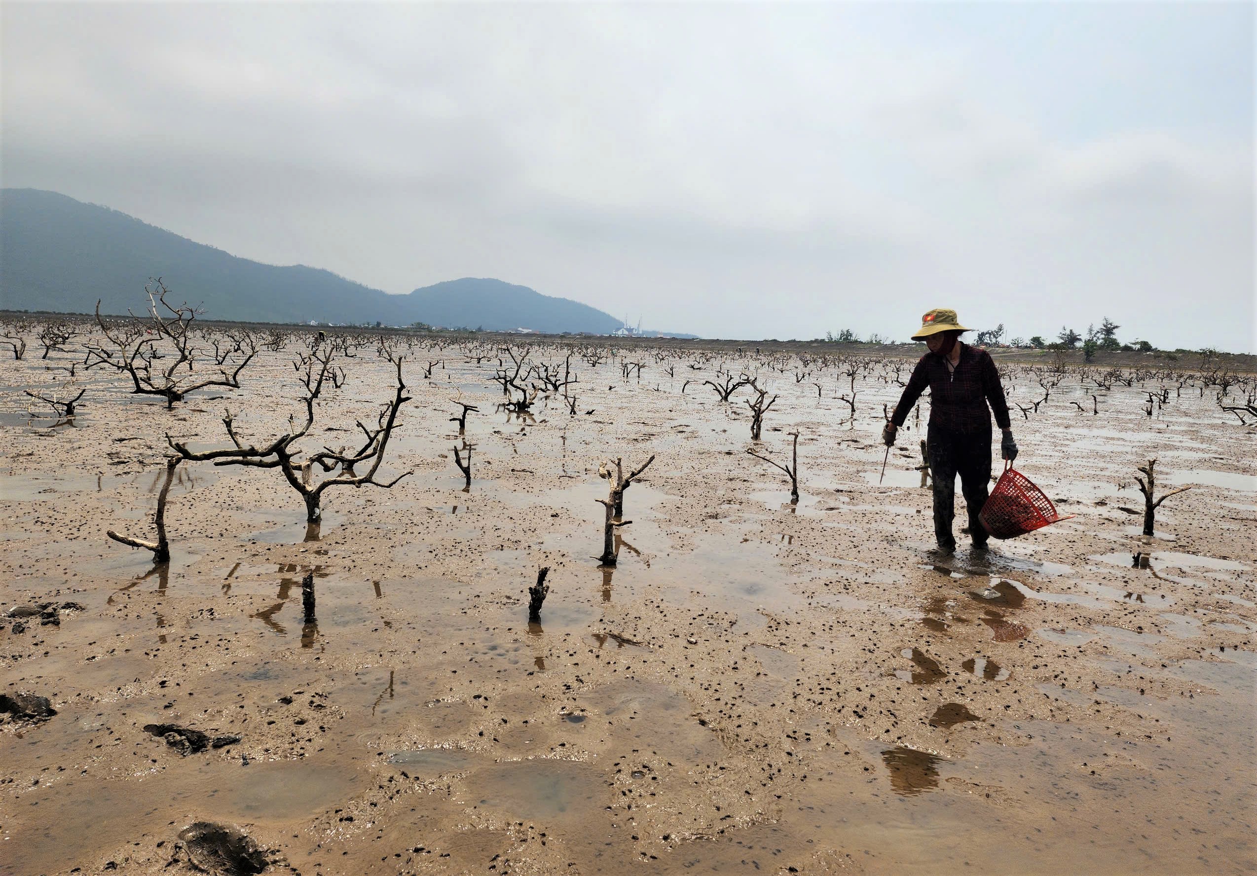 Nhiều hecta rừng ngập mặn ở Hà Tĩnh chết khô- Ảnh 2. Nhiều hecta rừng ngập mặn ở Hà Tĩnh chết khô- Ảnh 2.