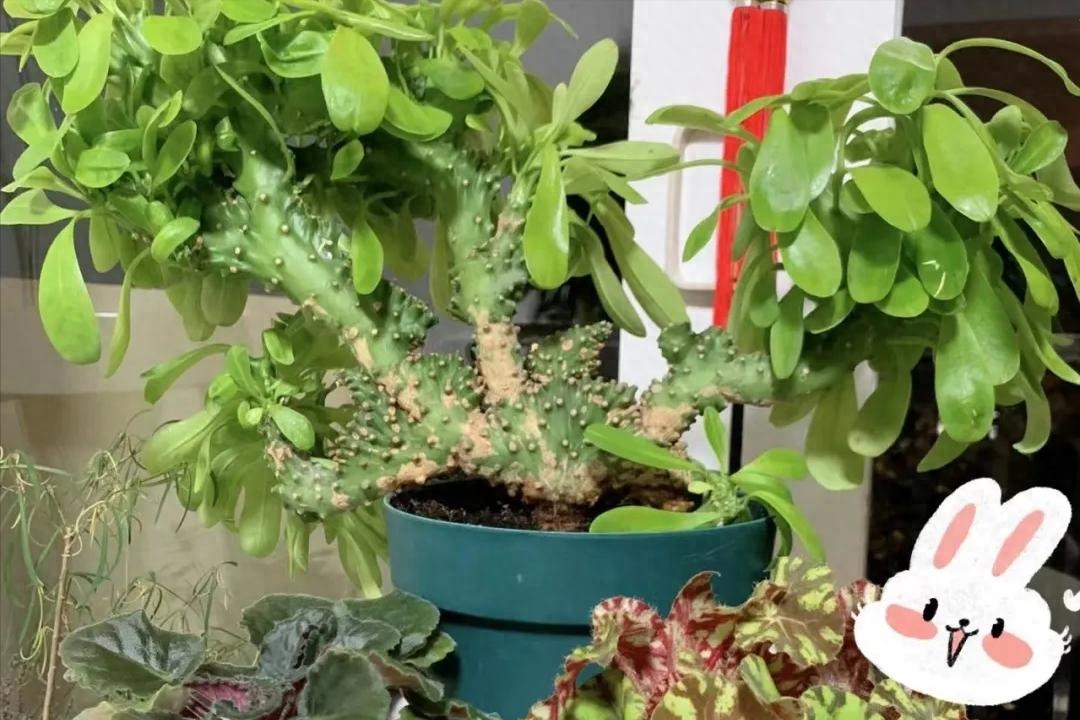 Phong thủy sư nói: 3 cây 