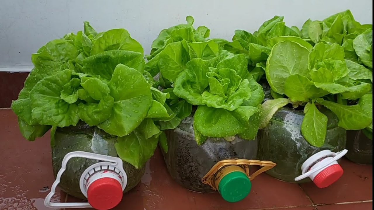 3 loại rau “quốc dân” trồng tại nhà không cần đất- Ảnh 1. 3 loại rau “quốc dân” trồng tại nhà không cần đất- Ảnh 1.