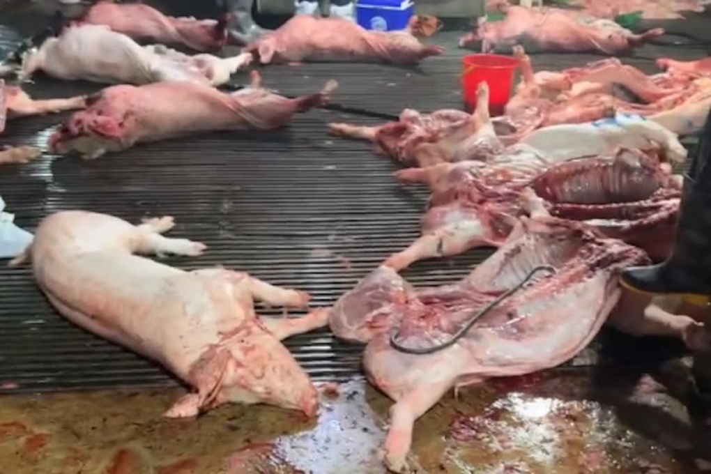 300 tấn lợn bệnh ở Hà Nội lọt qua cửa kiểm dịch như thế nào? - 1