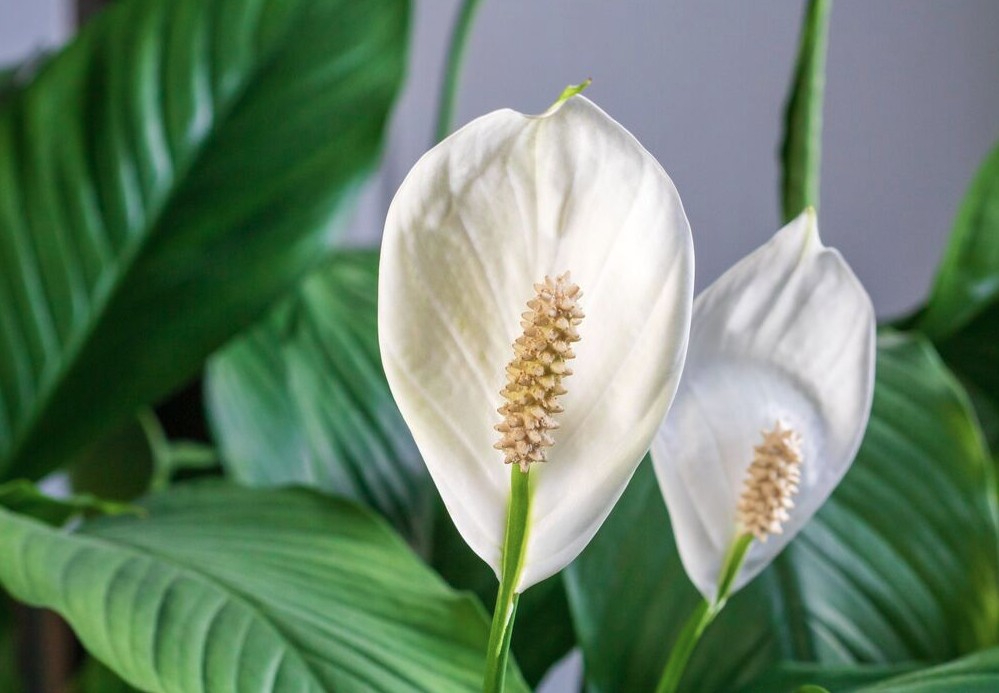 5 cây ra hoa là gia chủ 