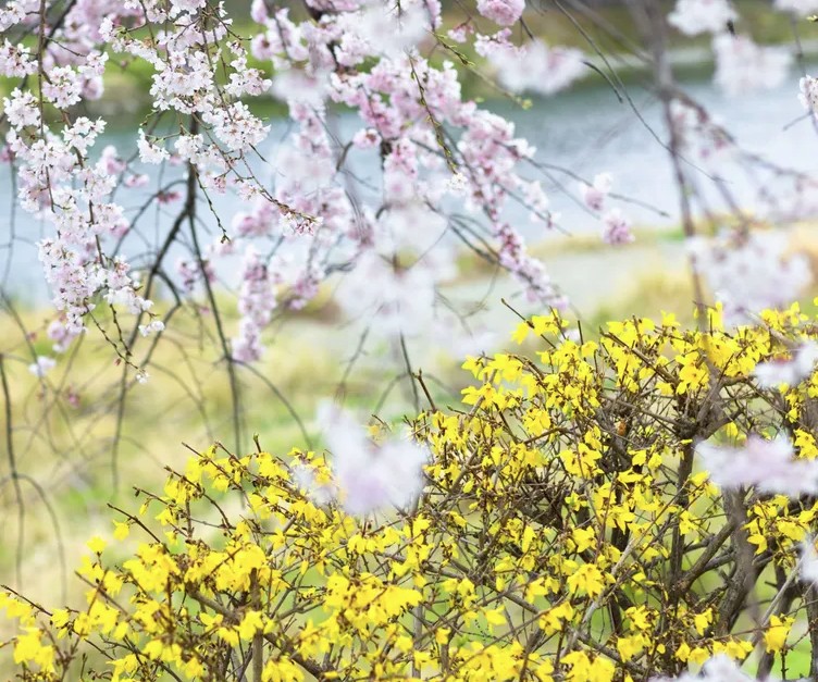 5 loại cây không được cắt tỉa lúc này- Ảnh 1. 5 loại cây không được cắt tỉa lúc này- Ảnh 1.