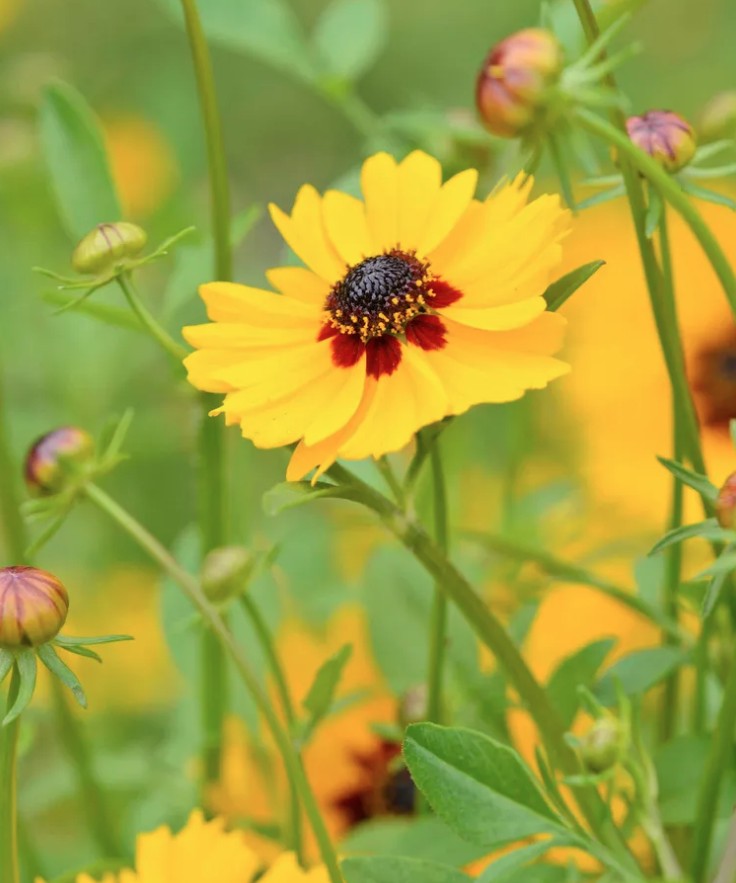 5 loai cay trong trong chau cuc ky de song