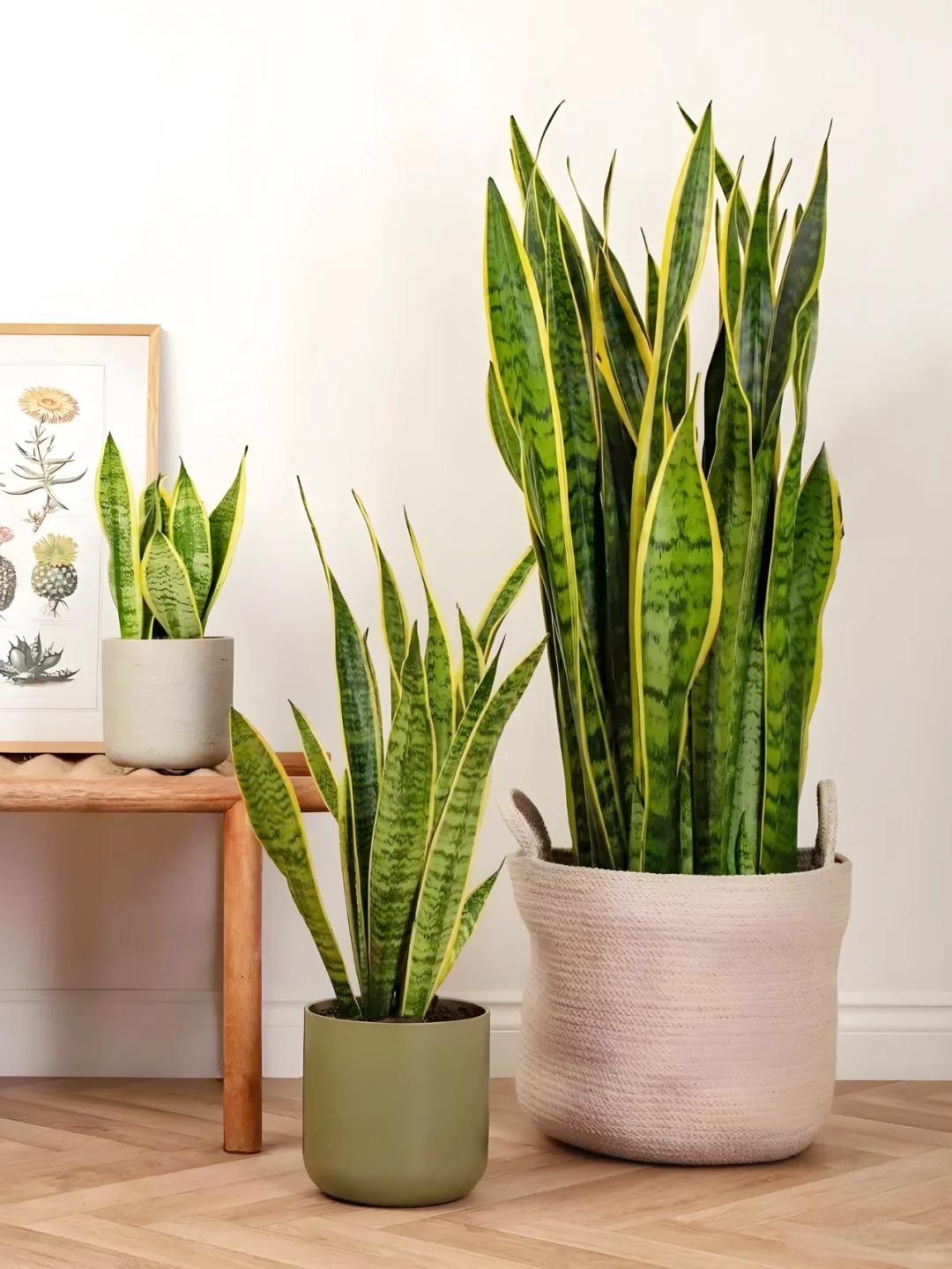 6 loai cay loc khong khi cuc tot duoc han