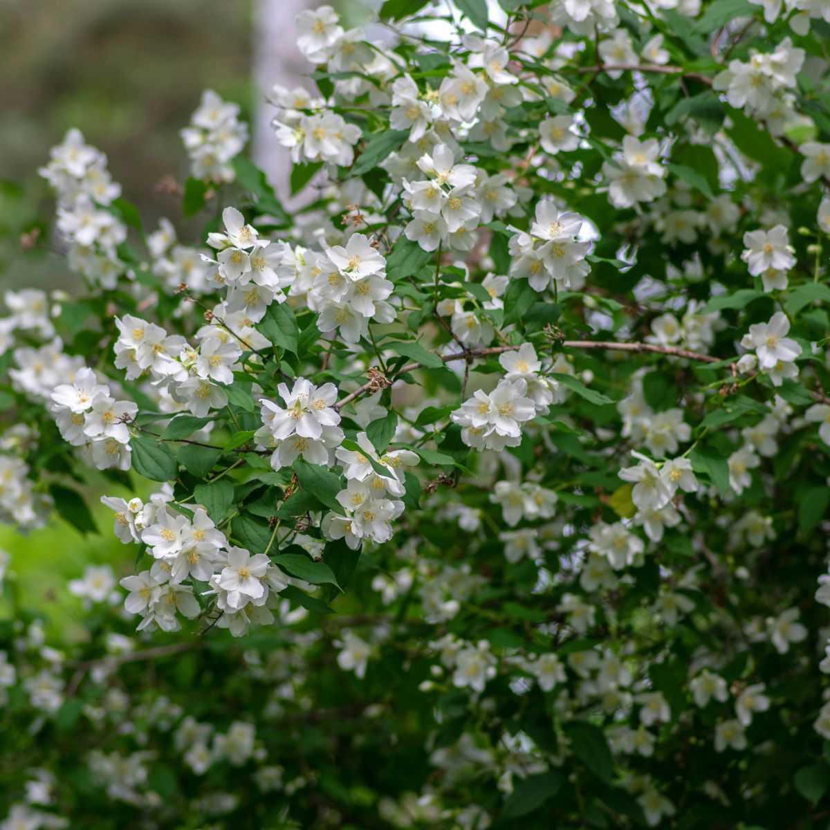 8 loại cây nở hoa thơm ngát suốt mùa hè, nên trồng ngay trong nhà- Ảnh 8.