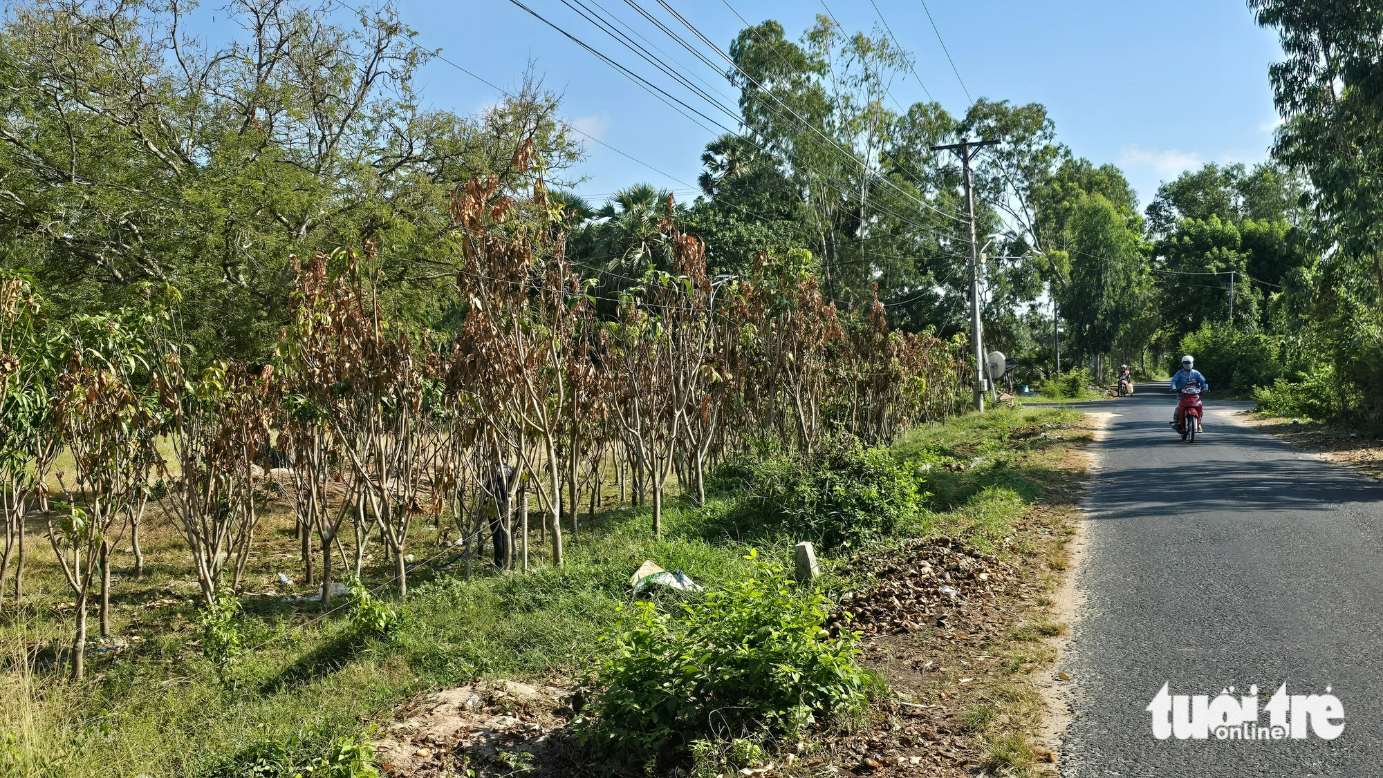 Báo động tình trạng xây dựng trái phép và trồng cây đón dự án đường kết nối cao tốc 1 Báo động tình trạng xây dựng trái phép và trồng cây đón dự án đường kết nối cao tốc - Ảnh 1.