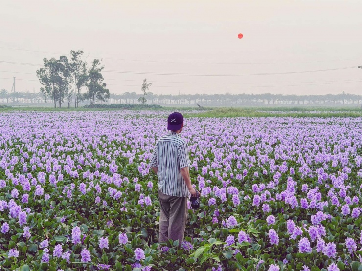 Ánh sáng lúc mặt trời dần buông xuống khiến cho khung cảnh tại cánh đồng hoa bèo tây càng thêm ấn tượng. Ảnh: Tuyên Parafu