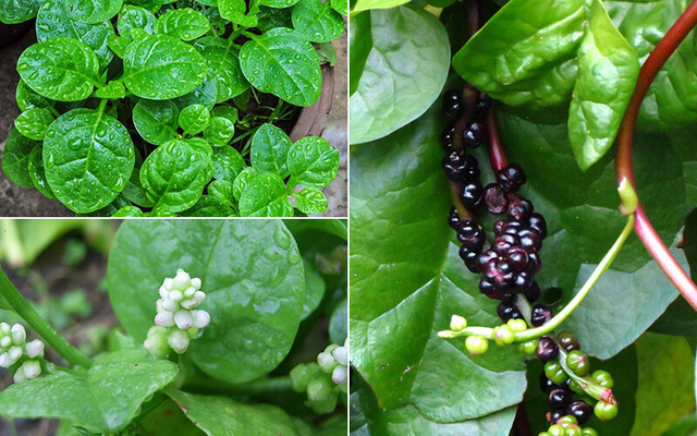 Rau mồng tơi là một loại rau quen thuôc, thân leo, dễ trồng, có hương vị thơm ngon nên thường được dùng để nấu canh và nguyên liệu chữa bệnh.