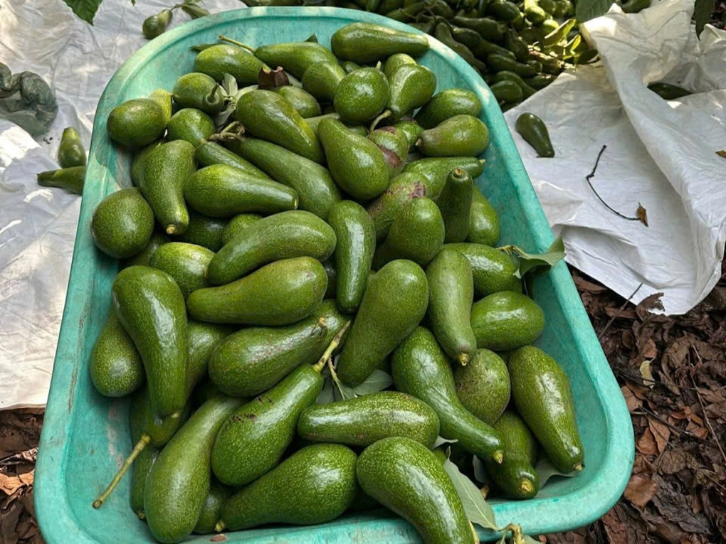 Bơ tăng giá từng ngày, nông dân Tây Nguyên trúng đậm - 1