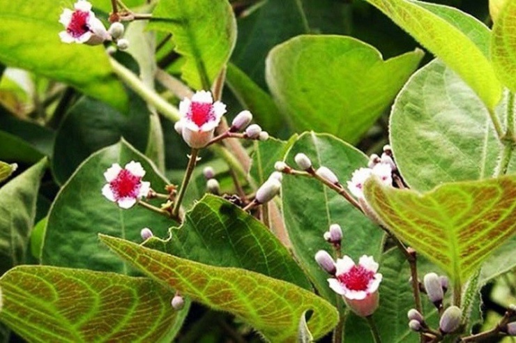 Cách dùng lá mơ lông giải độc cơ thể 1 Lá mơ lông có nhiều công dụng với sức khỏe, trong đó có giải độc cơ thể.