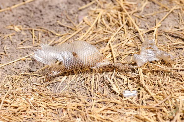 Cách nhận biết hang rắn trong sân nhà và những gì phải làm sau đó- Ảnh 2.