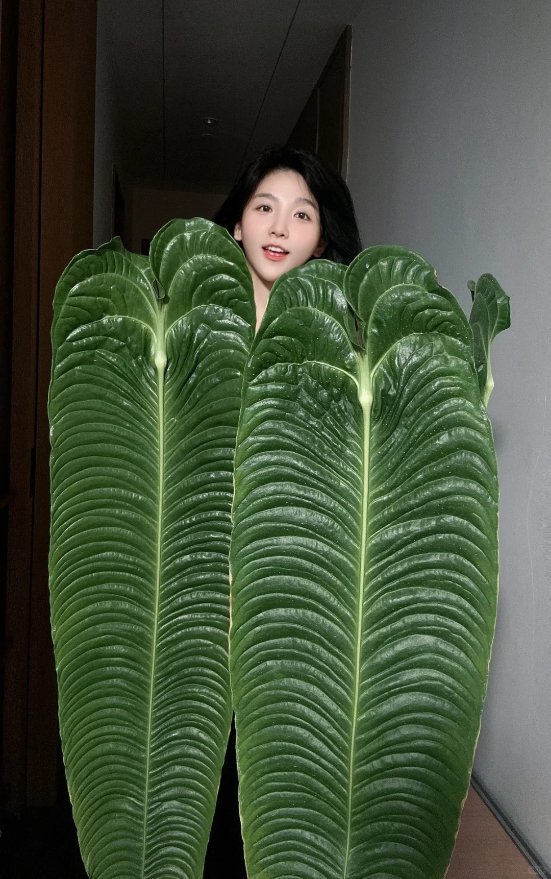 Không phải trầu bà hay kim tiền, đây mới là 