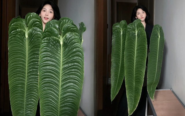 Không phải trầu bà hay kim tiền, đây mới là 