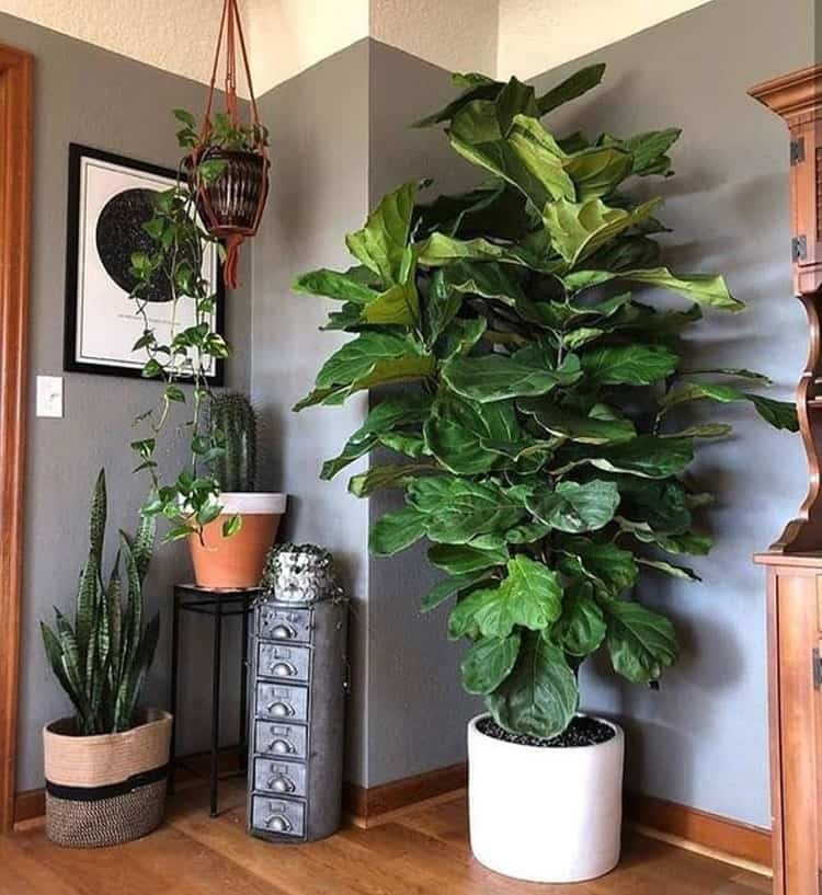 Gia đình khá giả chuộng trồng nhất 4 loài cây này: Cành khỏe, lá đẹp, dáng sang, nhìn là biết chủ nhân có gu- Ảnh 1.