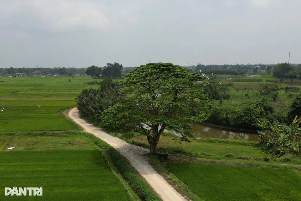 “Cây mắt biếc” từng vào bối cảnh phim Việt gây sốt, giờ ra sao? - 1