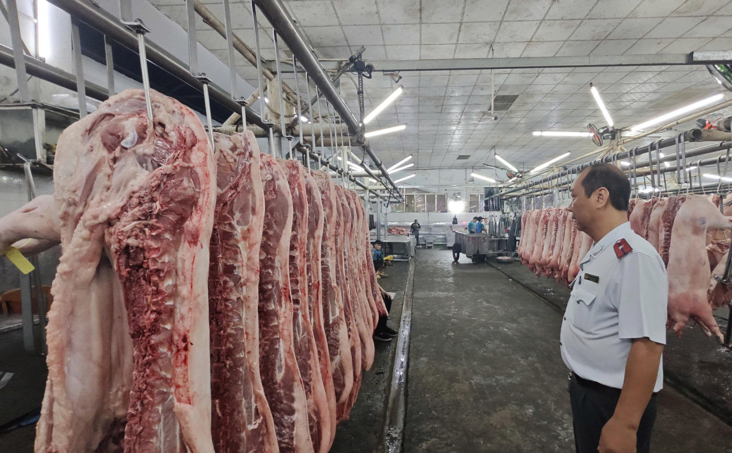 Chặn heo bệnh tuồn ra thị trường - Ảnh 1.