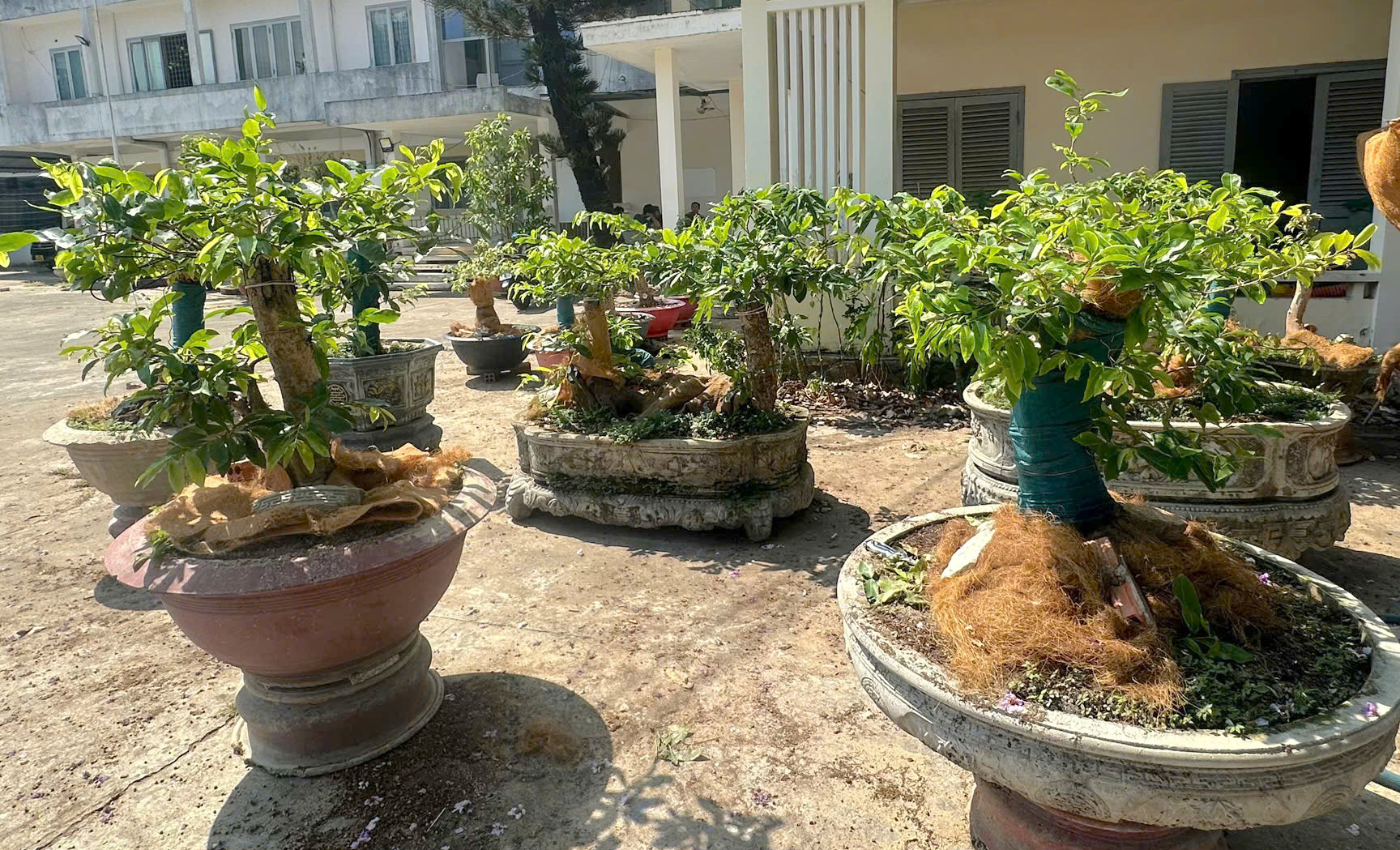 Chưa đủ căn cứ để xử phạt! 1 Vụ cây mai vàng ở Côn Đảo: Chưa đủ căn cứ để xử phạt! - Ảnh 1.