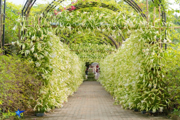Con đường hoa loa kèn trong nông trại 16.000 m2 hút khách check-in - 1