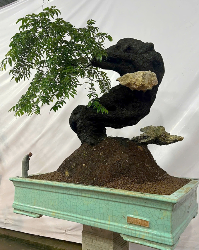 Gốc muội hồng này đang được rao bán với giá 150 triệu đồng. Ảnh: Lam Sơn